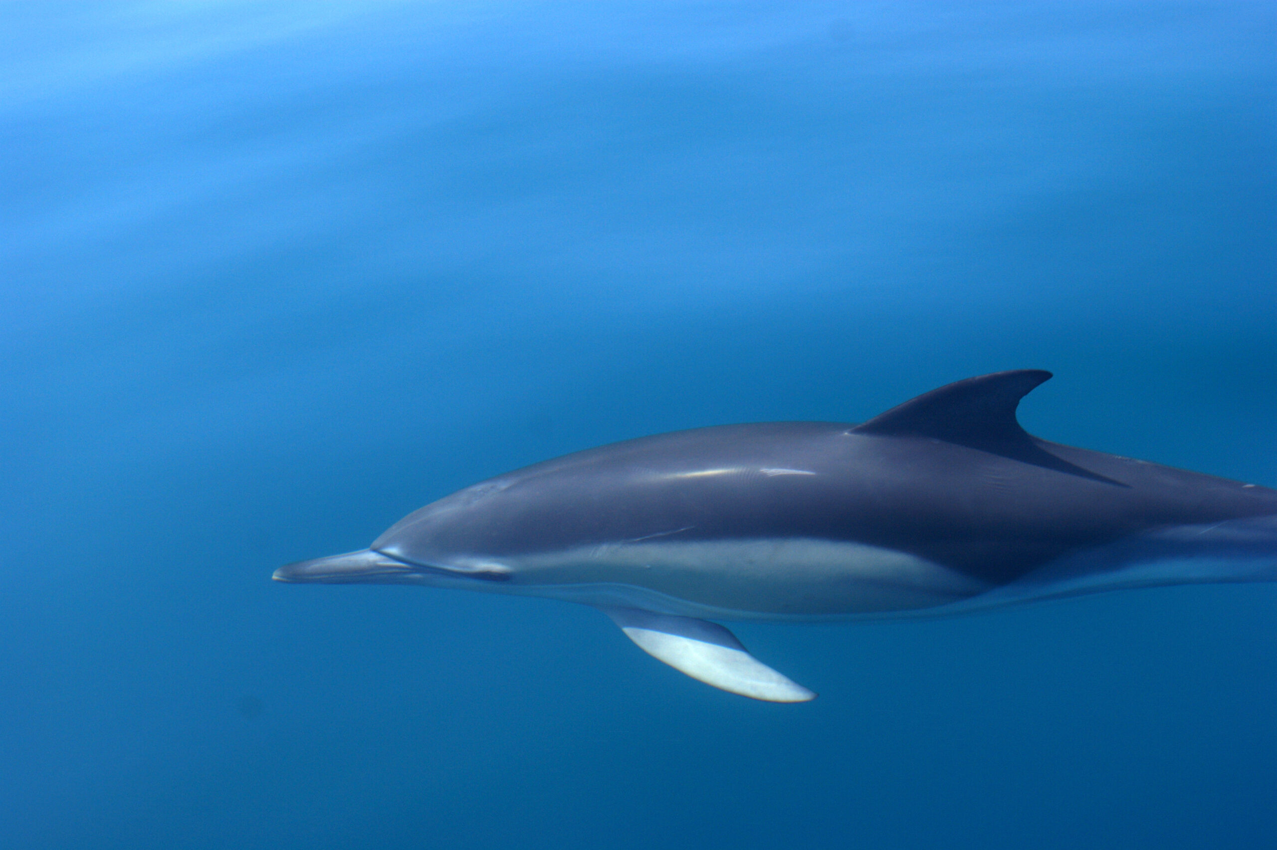 Dolphin watching during an Algarve boat trip from Vilamoura
